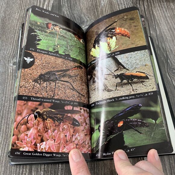 National Audubon Society Field Guide to Insects and Spiders : North America - Picture 10 of 12